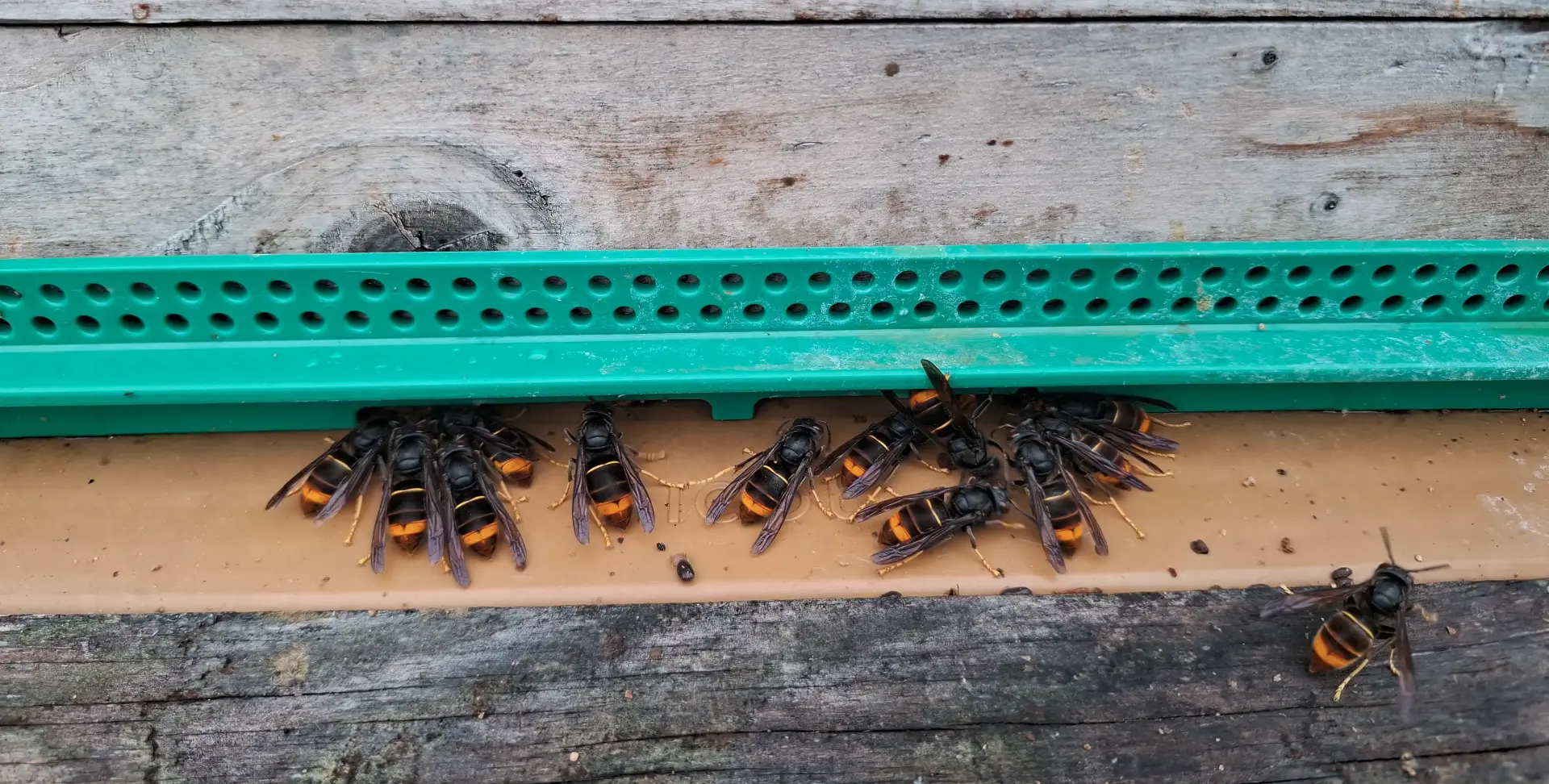 Frelons asiatiques devant entrée de ruche
